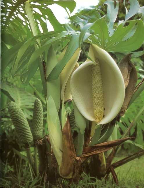 monstera
